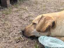 LOKI, Hund, Mischlingshund in Bernau - Bild 4