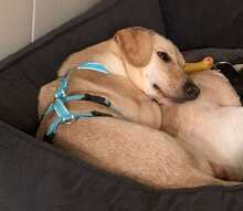 LOKI, Hund, Mischlingshund in Bernau - Bild 5