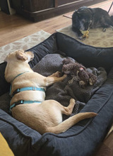 LOKI, Hund, Mischlingshund in Bernau - Bild 6