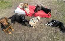 LOKI, Hund, Mischlingshund in Bernau - Bild 8