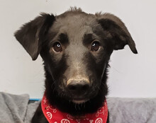 BIANCA, Hund, Kroatischer Schäferhund-Mix in Kroatien - Bild 1