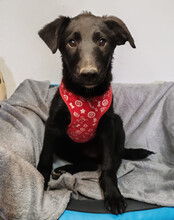 BIANCA, Hund, Kroatischer Schäferhund-Mix in Kroatien - Bild 2