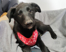 BIANCA, Hund, Kroatischer Schäferhund-Mix in Kroatien - Bild 3