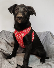 BIANCA, Hund, Kroatischer Schäferhund-Mix in Kroatien - Bild 4