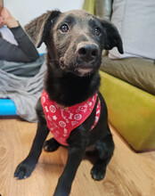 BIANCA, Hund, Kroatischer Schäferhund-Mix in Kroatien - Bild 5
