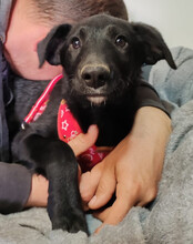 BIANCA, Hund, Kroatischer Schäferhund-Mix in Kroatien - Bild 6