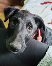 BIANCA, Hund, Kroatischer Schäferhund-Mix in Kroatien - Bild 7