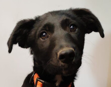 BOWIE, Hund, Kroatischer Schäferhund-Mix in Kroatien - Bild 1