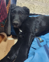 BOWIE, Hund, Kroatischer Schäferhund-Mix in Kroatien - Bild 2