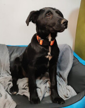 BOWIE, Hund, Kroatischer Schäferhund-Mix in Kroatien - Bild 3
