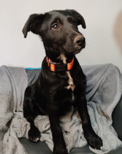 BOWIE, Hund, Kroatischer Schäferhund-Mix in Kroatien - Bild 4