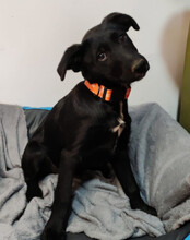 BOWIE, Hund, Kroatischer Schäferhund-Mix in Kroatien - Bild 5