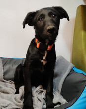 BOWIE, Hund, Kroatischer Schäferhund-Mix in Kroatien - Bild 6