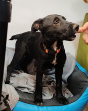 BOWIE, Hund, Kroatischer Schäferhund-Mix in Kroatien - Bild 7