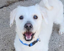 TEDDY, Hund, Malteser-Mix in Kroatien - Bild 1