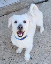 TEDDY, Hund, Malteser-Mix in Kroatien - Bild 10