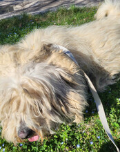 TEDDY, Hund, Malteser-Mix in Kroatien - Bild 12