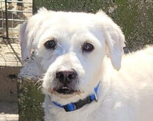TEDDY, Hund, Malteser-Mix in Kroatien - Bild 2