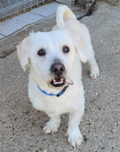 TEDDY, Hund, Malteser-Mix in Kroatien - Bild 3