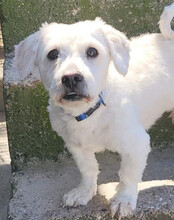 TEDDY, Hund, Malteser-Mix in Kroatien - Bild 4