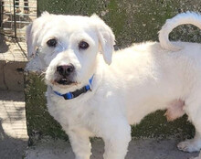 TEDDY, Hund, Malteser-Mix in Kroatien - Bild 5