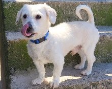 TEDDY, Hund, Malteser-Mix in Kroatien - Bild 6