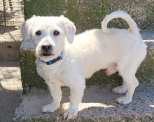 TEDDY, Hund, Malteser-Mix in Kroatien - Bild 7