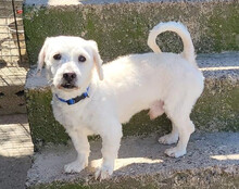 TEDDY, Hund, Malteser-Mix in Kroatien - Bild 8