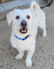 TEDDY, Hund, Malteser-Mix in Kroatien - Bild 9