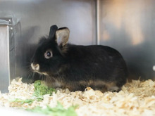HERRFLAUSCH, Hasenartige, Löwenkopfkaninchen in Hamburg
