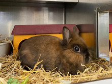 CRUELLA, Hasenartige, Löwenkopfkaninchen-Mix in Hamburg