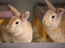 LOTTI, Hasenartige, Zwergkaninchen in Hamburg