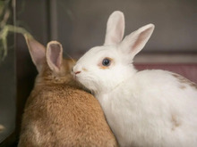 LOTTI, Hasenartige, Zwergkaninchen in Hamburg - Bild 2