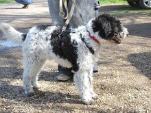 AVOCADO, Hund, Wasserhund-Ciobanesc Romanesc Mioritic-Mix in Ungarn - Bild 10