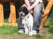 AVOCADO, Hund, Wasserhund-Ciobanesc Romanesc Mioritic-Mix in Ungarn - Bild 12