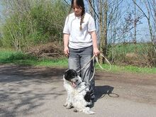 AVOCADO, Hund, Wasserhund-Ciobanesc Romanesc Mioritic-Mix in Ungarn - Bild 13