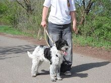 AVOCADO, Hund, Wasserhund-Ciobanesc Romanesc Mioritic-Mix in Ungarn - Bild 14