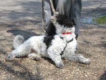 AVOCADO, Hund, Wasserhund-Ciobanesc Romanesc Mioritic-Mix in Ungarn - Bild 15