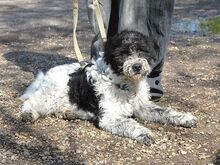 AVOCADO, Hund, Wasserhund-Ciobanesc Romanesc Mioritic-Mix in Ungarn - Bild 16