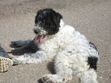 AVOCADO, Hund, Wasserhund-Ciobanesc Romanesc Mioritic-Mix in Ungarn - Bild 17