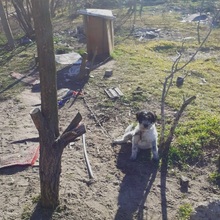 AVOCADO, Hund, Wasserhund-Ciobanesc Romanesc Mioritic-Mix in Ungarn - Bild 19