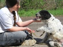 AVOCADO, Hund, Wasserhund-Ciobanesc Romanesc Mioritic-Mix in Ungarn - Bild 2