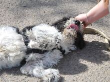 AVOCADO, Hund, Wasserhund-Ciobanesc Romanesc Mioritic-Mix in Ungarn - Bild 3