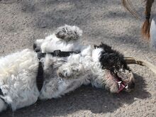 AVOCADO, Hund, Wasserhund-Ciobanesc Romanesc Mioritic-Mix in Ungarn - Bild 4