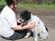 AVOCADO, Hund, Wasserhund-Ciobanesc Romanesc Mioritic-Mix in Ungarn - Bild 5