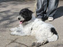 AVOCADO, Hund, Wasserhund-Ciobanesc Romanesc Mioritic-Mix in Ungarn - Bild 6