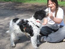 AVOCADO, Hund, Wasserhund-Ciobanesc Romanesc Mioritic-Mix in Ungarn - Bild 7