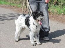 AVOCADO, Hund, Wasserhund-Ciobanesc Romanesc Mioritic-Mix in Ungarn - Bild 8