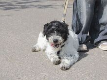 AVOCADO, Hund, Wasserhund-Ciobanesc Romanesc Mioritic-Mix in Ungarn - Bild 9