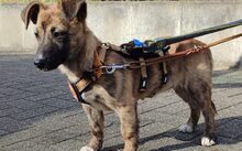 SYLVI, Hund, Mischlingshund in Selm - Bild 1